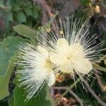 Caryocar brasiliense flower picture by Foster Rodolfo (cc-by-sa)