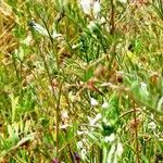 Vicia hirsuta habit picture by Alain Bigou (cc-by-sa)