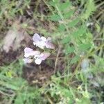 Vicia altissima flower picture by Julián Díaz (cc-by-sa)