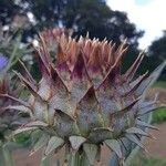 Cynara cardunculus fruit picture by Thierry LE COM (cc-by-sa)