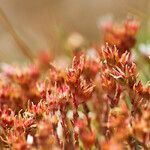 Sedum litoreum leaf picture by Sans Attaches (cc-by-sa)