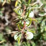 Berberis empetrifolia fruit picture by Trap Hers (cc-by-sa)