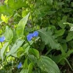 Commelina communis flower picture by Ethan Winter (cc-by-sa)