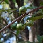 Cordia ecalyculata fruit picture by Trap Hers (cc-by-sa)