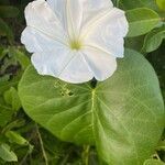 Ipomoea violacea flower picture by hugues Cadet (cc-by-sa)
