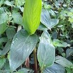 Maranta sobolifera habit picture by Trap Hers (cc-by-sa)