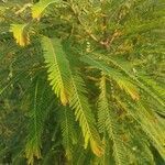 Phyllanthus emblica leaf picture by Tyagi Aashish (cc-by-sa)