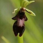 Ophrys insectifera flower picture by Lionel THOMAS (cc-by-sa)