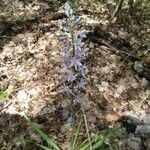 Camassia scilloides flower picture by Nicole Clark (cc-by-sa)