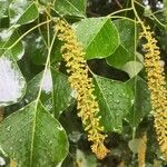Triadica sebifera flower picture by Eli Small (cc-by-sa)