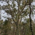 Quercus suber habit picture by Denis Bastianelli (cc-by-sa)