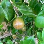 Camellia japonica fruit picture by Saulo Ceolin (cc-by-sa)