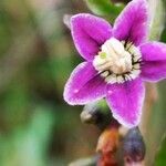 Lycium barbarum flower picture by Petra Beversdorff (cc-by-sa)