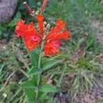Bouvardia ternifolia flower picture by Shehadi Ramiz (cc-by-sa)