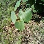 Cercis canadensis leaf picture by Kimberly (cc-by-sa)