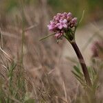 Valeriana tuberosa habit picture by Jaime Ghuetu (cc-by-sa)