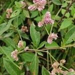 Gomphrena serrata flower picture by Quingatuña Nancy (cc-by-sa)
