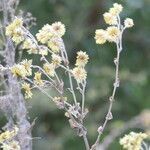 Helichrysum foetidum flower picture by Maarten Vanhove (cc-by-sa)