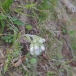 Antennaria parlinii flower picture by Patty Scott (cc-by-sa)