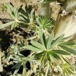 Lupinus weberbaueri leaf picture by Gabriel Ollivier (cc-by-sa)