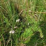 Hottonia palustris habit picture by Tom Spruit (cc-by-sa)