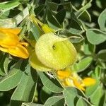Medicago arborea fruit picture by Francois Mansour (cc-by-sa)