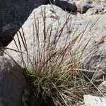 Agrostis virescens habit picture by Fabien Anthelme (cc-by-sa)