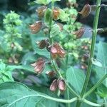 Ocimum campechianum fruit picture by Zumbado Manuel (cc-by-sa)