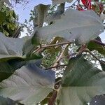 Erythrina speciosa leaf picture by Trap Hers (cc-by-sa)