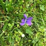 Viola sororia flower picture by Kathy Persaud (cc-by-sa)