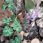Corydalis solida habit picture by Eric Rebsamen (cc-by-sa)