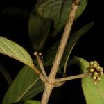 Hiraea smilacina leaf picture by Nelson Zamora Villalobos (cc-by-nc)