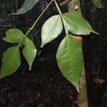 Swartzia arborescens leaf picture by Lisa Moreno (cc-by-sa)