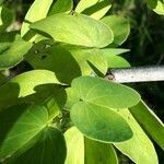Bauhinia tomentosa leaf picture by Eric GOARIN (cc-by-sa)