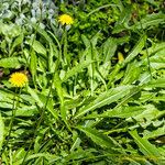 Leontodon tuberosus habit picture by Manuel Hernández (cc-by-sa)