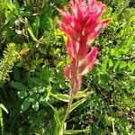Castilleja parviflora flower picture by Susan Graham (cc-by-sa)