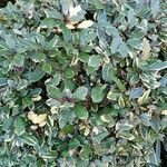 Elaeagnus pungens leaf picture by magicmike (cc-by-sa)
