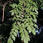Pterocarpus indicus leaf picture by Dieter Albrecht (cc-by-sa)