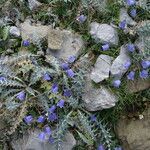 Campanula cochleariifolia habit picture by Alain Bigou (cc-by-sa)