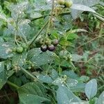 Solanum americanum fruit picture by Tina De Comarmond (cc-by-sa)