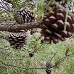Pinus rigida flower picture by I Birn (cc-by-sa)