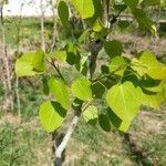 Populus tremuloides leaf picture by Angela Beaver (cc-by-sa)