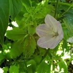 Campanula persicifolia flower picture by Pl@ntNet (cc-by-sa)