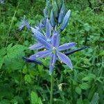 Camassia leichtlinii flower picture by Torres Cody (cc-by-sa)
