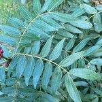 Calliandra haematocephala leaf picture by jeremy fernandez (cc-by-sa)