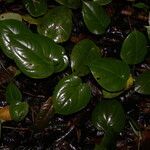 Peperomia flexinervia habit picture by Nelson Zamora Villalobos (cc-by-nc)