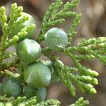 Juniperus foetidissima fruit picture by Sylvain Piry (cc-by-sa)