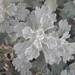 Marrubium alysson leaf picture by Josemartajorge (cc-by-sa)