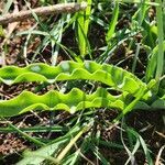 Albuca abyssinica leaf picture by Susan Brown (cc-by-sa)