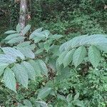 Diospyros lotus habit picture by John Sycorax (cc-by-sa)